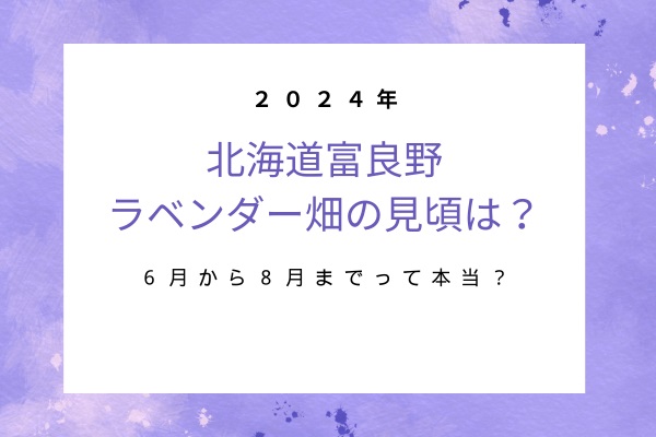 2024北海道富良野ラベンダー畑の見頃は？６月下旬から８月上旬までって本当？